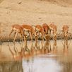 Kruger NP impala's